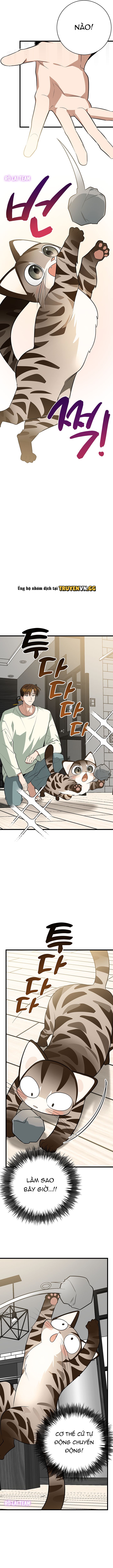 đọc truyện Hãy Sinh Cho Tôi Một Con Linh Miêu Con, Nếu Không Muốn Thấy Tôi Phát Điên! Chương 3 ảnh 7 tại Thiên Thai Truyện