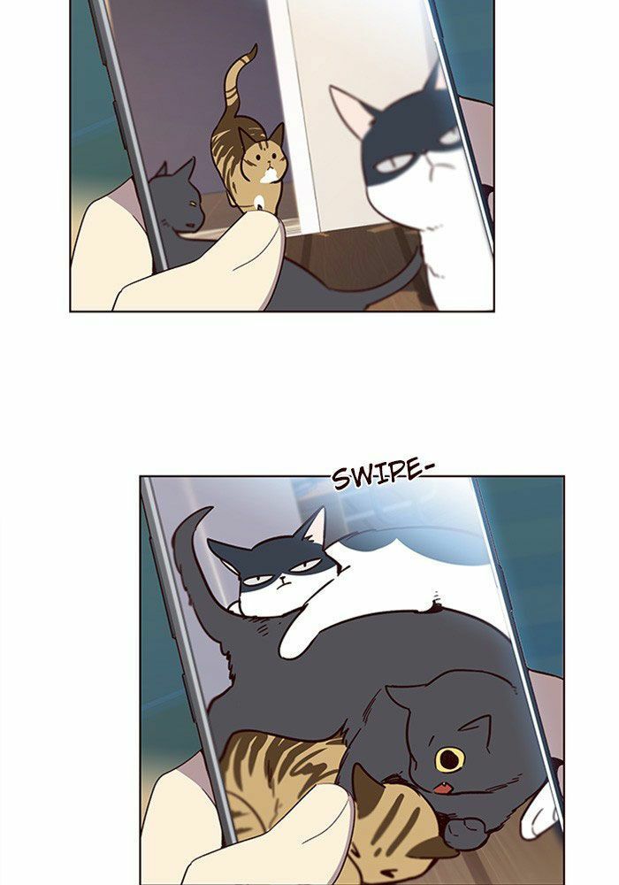 đọc truyện Hóa Thân Thành Mèo Chương 11 ảnh 23 tại Thiên Thai Truyện