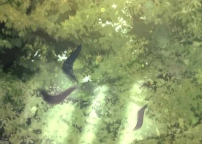 đọc truyện Hồi Quy Giả Của Gia Tộc Suy Vong Chương 104 ảnh 111 tại Thiên Thai Truyện