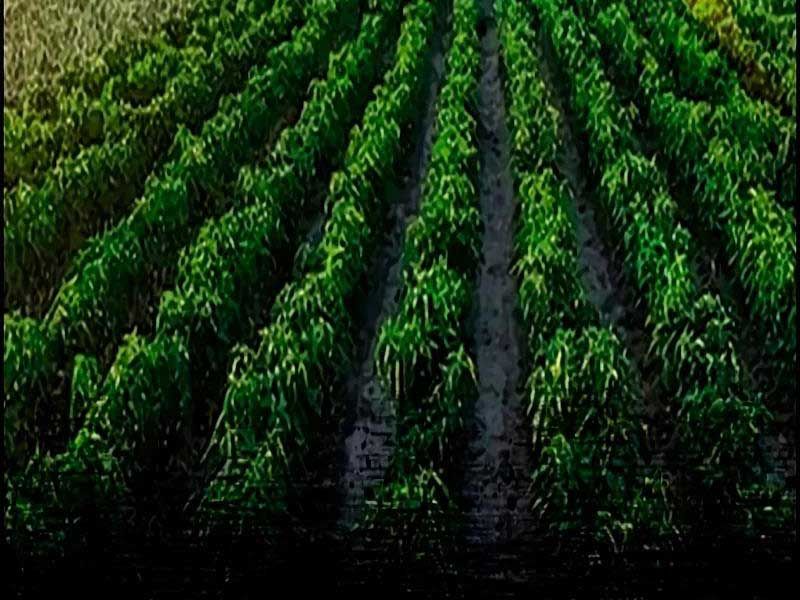 đọc truyện Thể Thao Cực Hạn Chương 463.5 ảnh 28 tại Thiên Thai Truyện