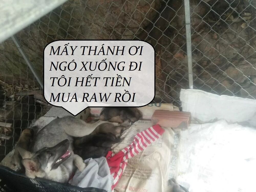 đọc truyện Tuyệt Sắc Quyến Rũ: Quỷ Y Chí Tôn Chương 82 ảnh 51 tại Thiên Thai Truyện