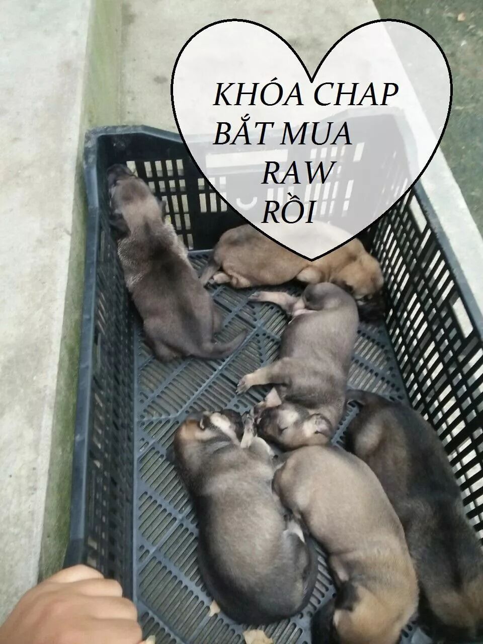 đọc truyện Tuyệt Sắc Quyến Rũ: Quỷ Y Chí Tôn Chương 82 ảnh 52 tại Thiên Thai Truyện