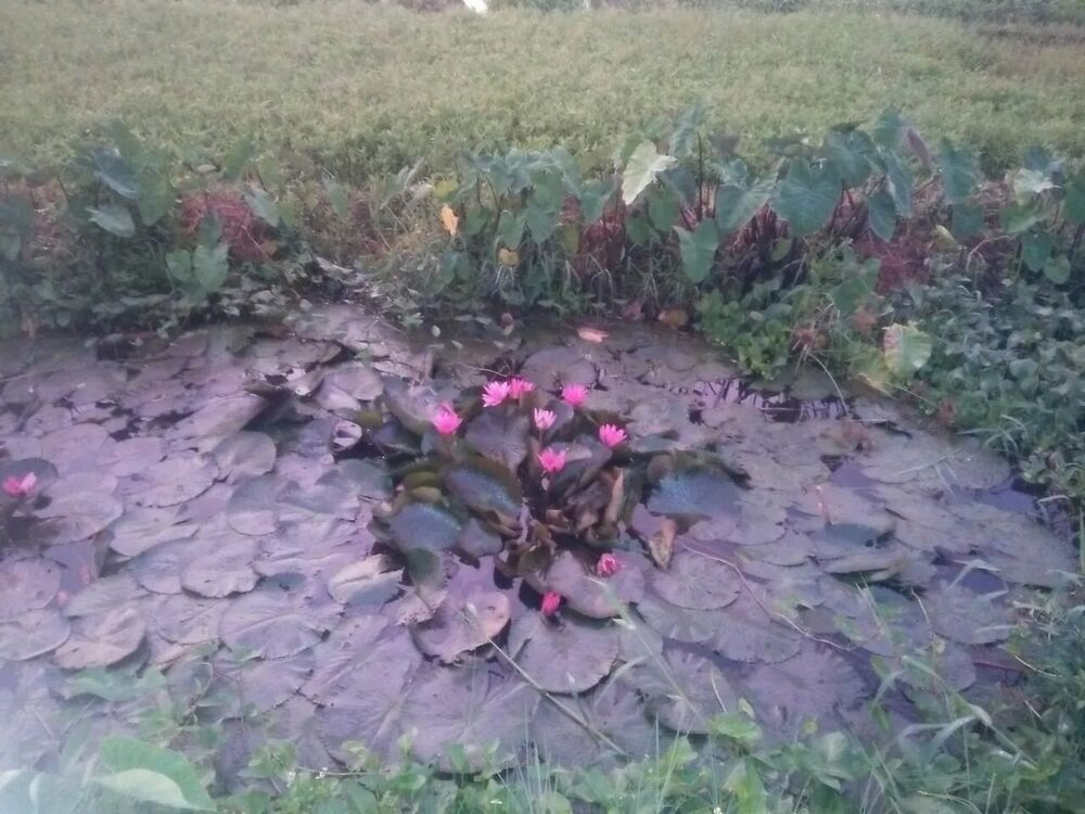 đọc truyện Tuyệt Sắc Quyến Rũ: Quỷ Y Chí Tôn Chương 93 ảnh 6 tại Thiên Thai Truyện